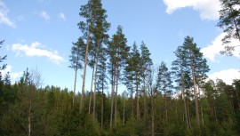 Bild på skog