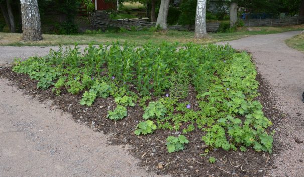 Plantering av växter